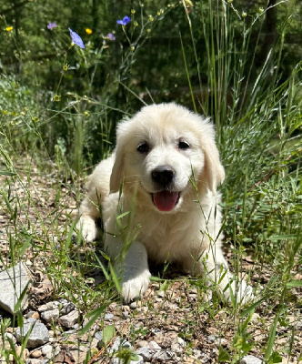 des Terres Blanches des Templiers - Golden Retriever - Portée née le 16/03/2024