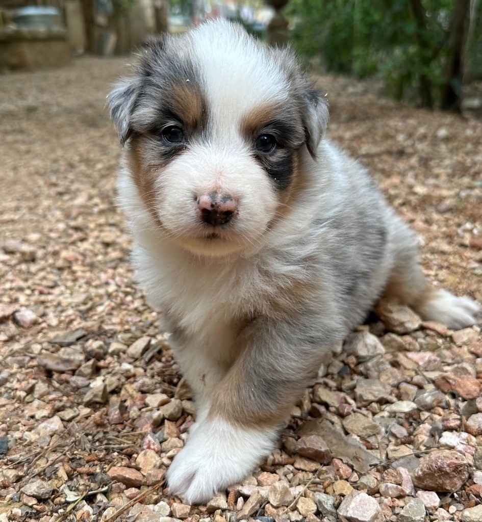 des Terres Blanches des Templiers - Chiots disponibles - Berger Australien