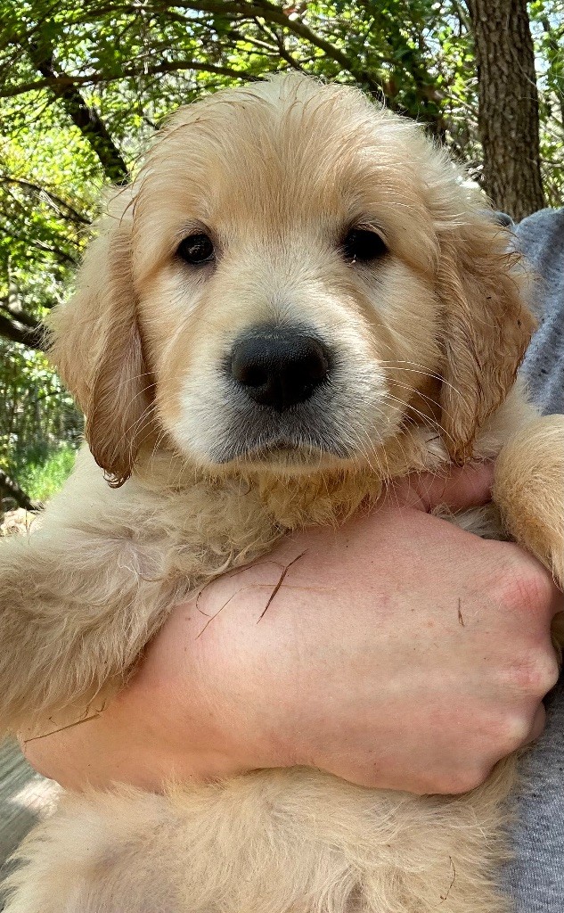 des Terres Blanches des Templiers - Chiots disponibles - Golden Retriever