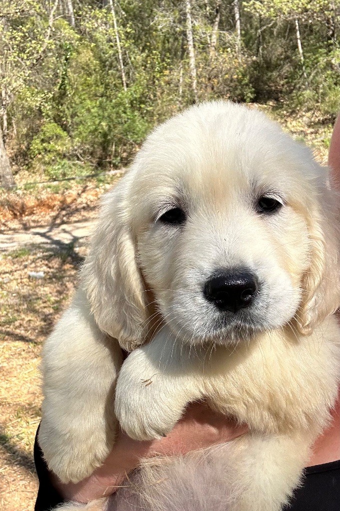 des Terres Blanches des Templiers - Chiots disponibles - Golden Retriever