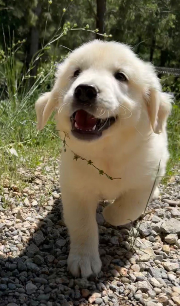 des Terres Blanches des Templiers - Chiots disponibles - Golden Retriever