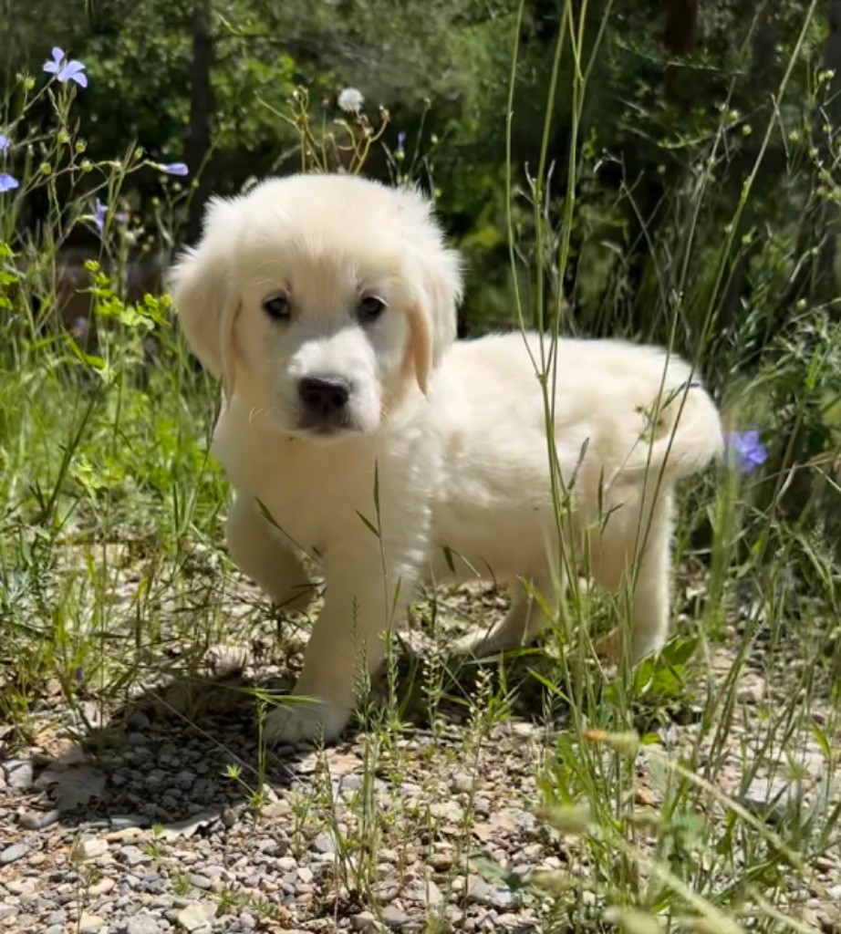 des Terres Blanches des Templiers - Chiots disponibles - Golden Retriever