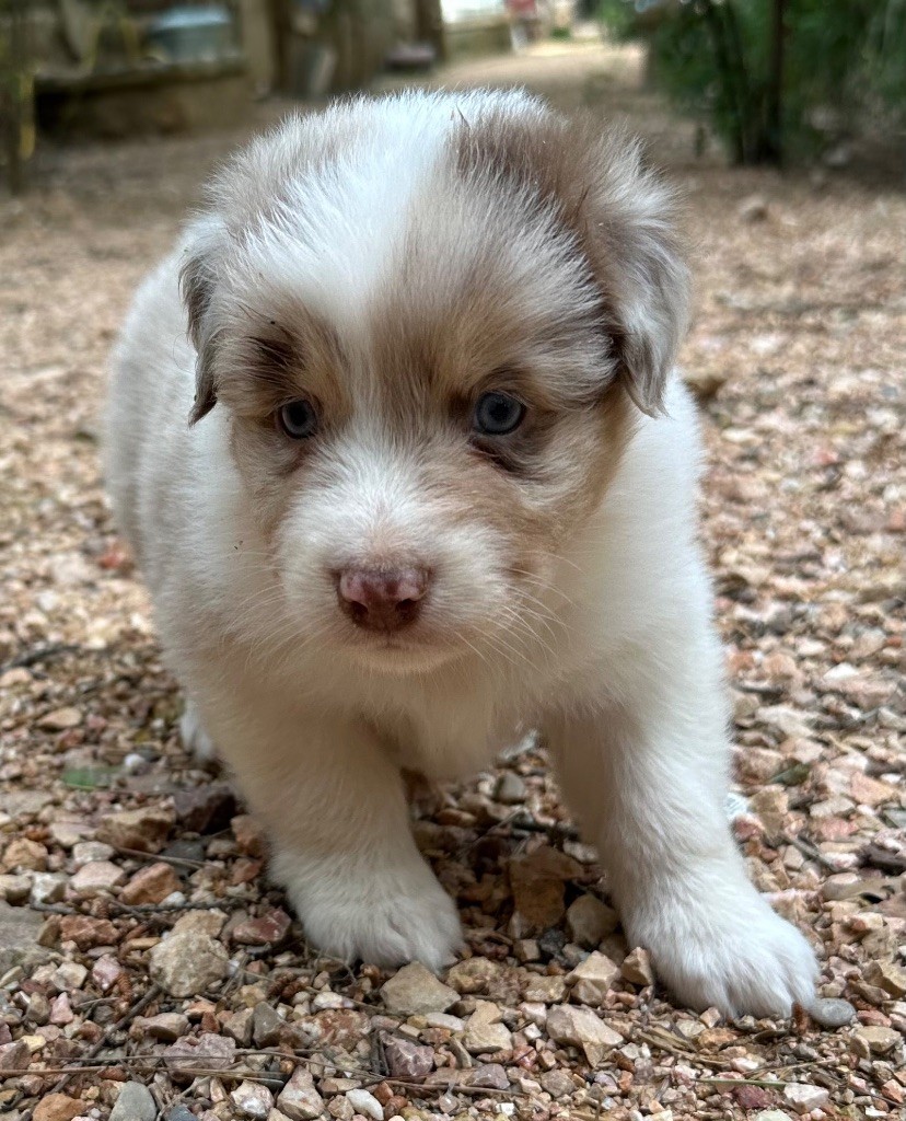 des Terres Blanches des Templiers - Chiots disponibles - Berger Australien