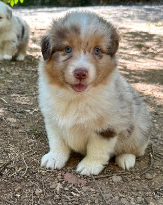 Amy