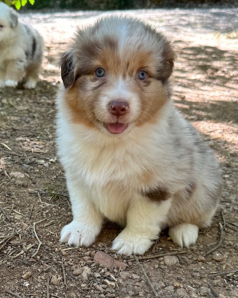 des Terres Blanches des Templiers - Chiots disponibles - Berger Australien