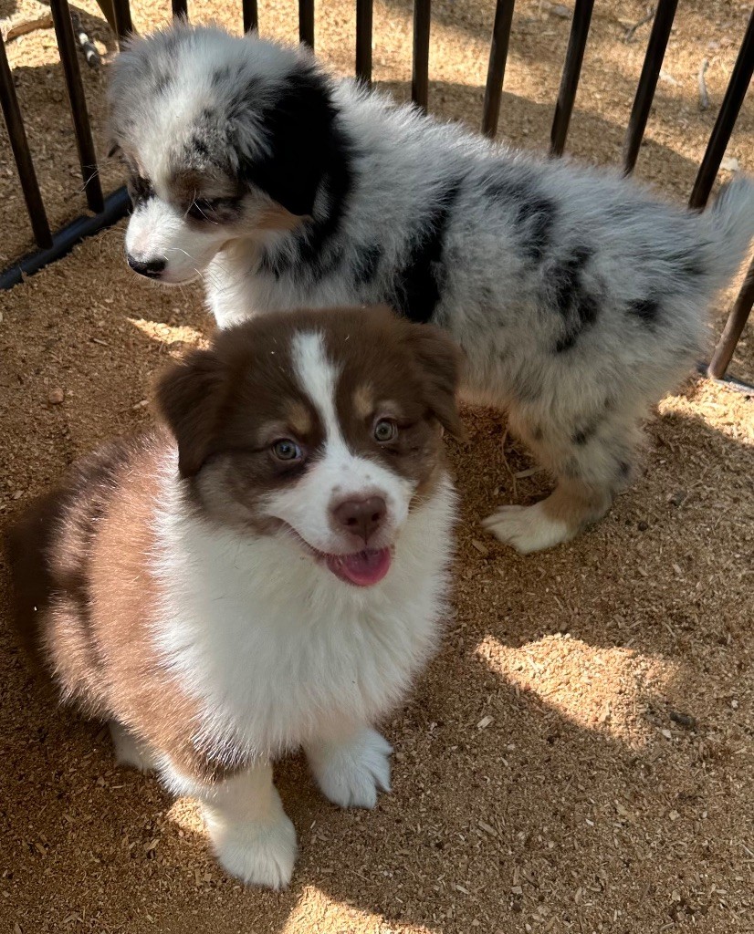 des Terres Blanches des Templiers - Chiots disponibles - Berger Australien
