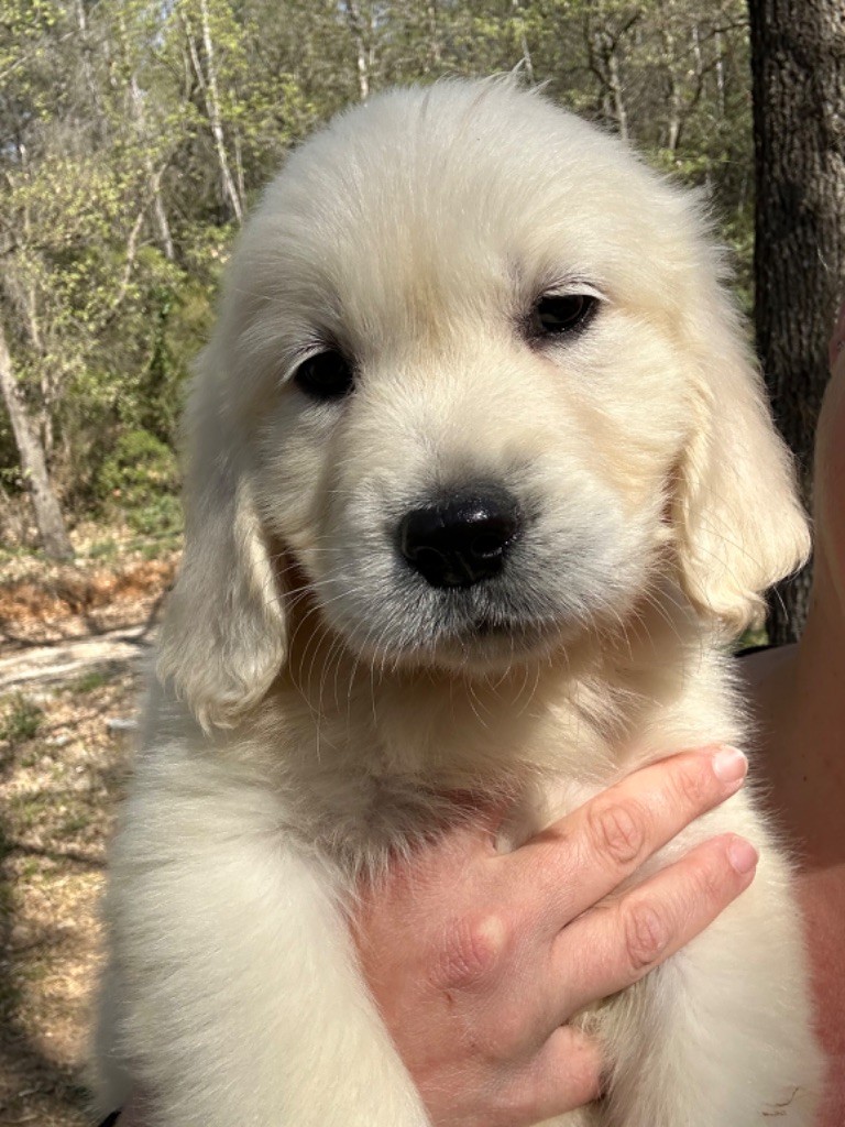 des Terres Blanches des Templiers - Chiots disponibles - Golden Retriever